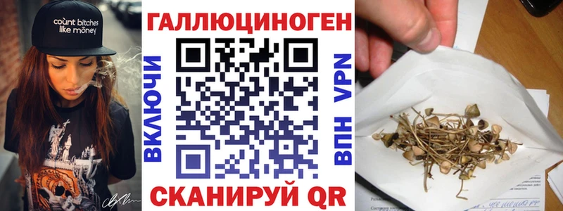 Псилоцибиновые грибы Cubensis Терек